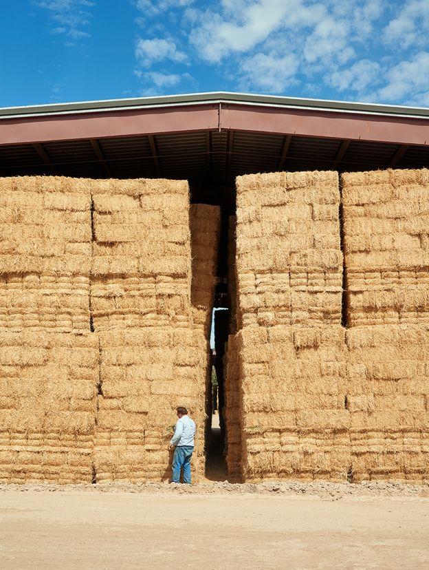 farmer near wall of large hay bales farmer near wall of large hay bales